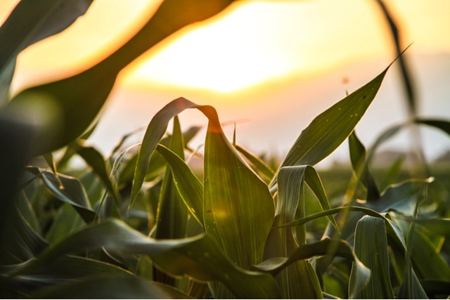 Kenya Agricultural Carbon Project