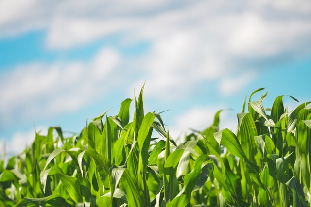 Kenya Agricultural Carbon Project 