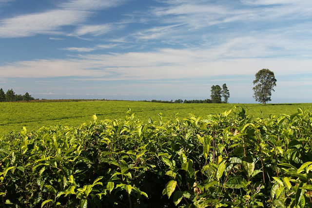 Environmental Audit for 10 Kenya Tea Development Agency Tea Processing Factories